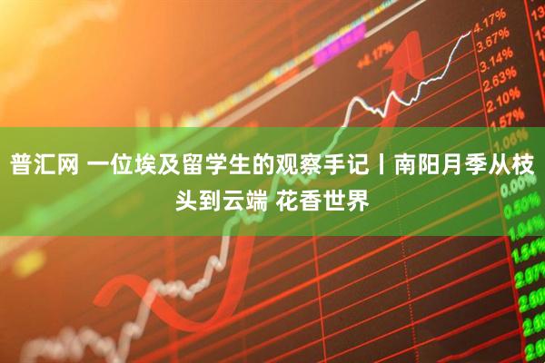 普汇网 一位埃及留学生的观察手记丨南阳月季从枝头到云端 花香世界
